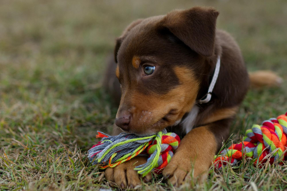 Puppy Class