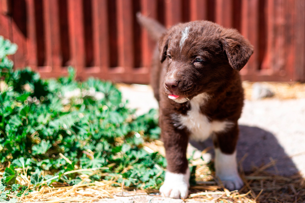 Requisitos da Puppy Class